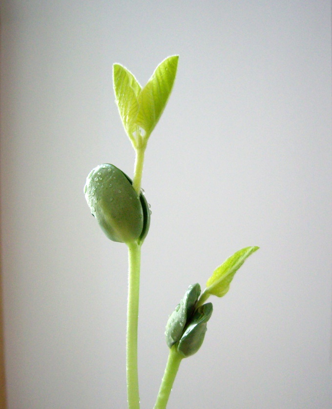 From ground soybeans made the soy asparagus