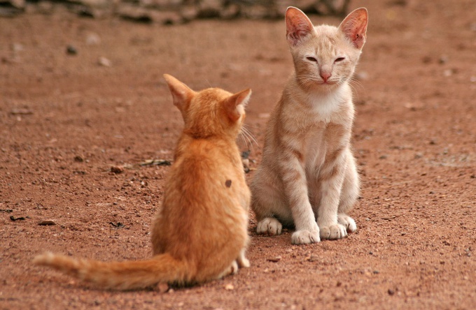 To make friends with a cat and a cat perhaps, then, you will be able to observe their interaction, it's very interesting