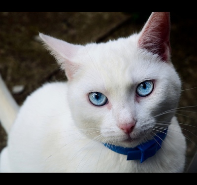 How to name a white cat