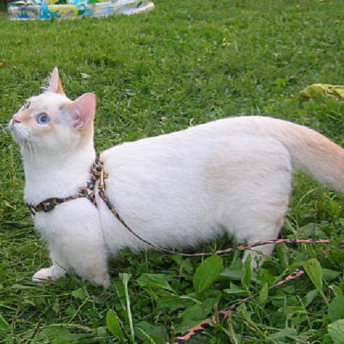 How to put a leash on a cat