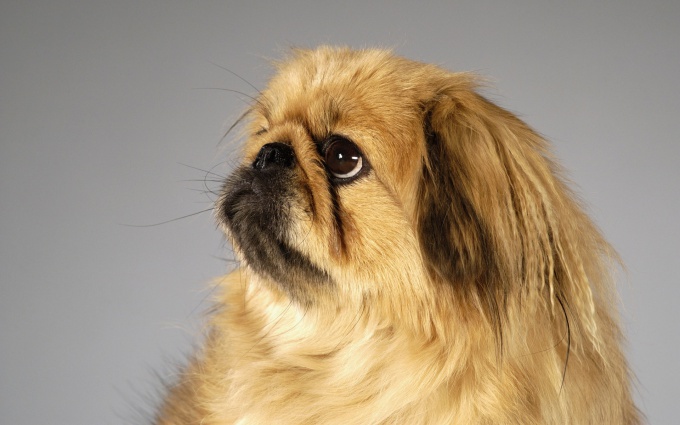 How to call the dog a Pekingese