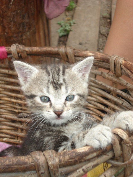 The kitten could sleep in prepared for him a basket