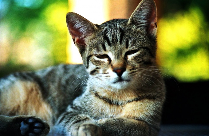 Dry nose, lethargy, decreased appetite, signs of a cold for a cat