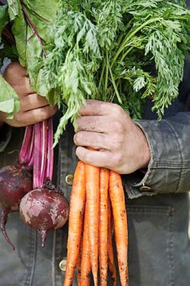 свекла и морковь - эффективное средство очищения и укрепления сосудов