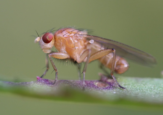 Как избавиться от мухи-дрозофилы