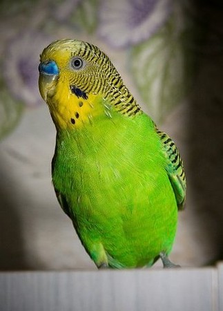 How to name <strong>parrot</strong> <b>boy</b> wave