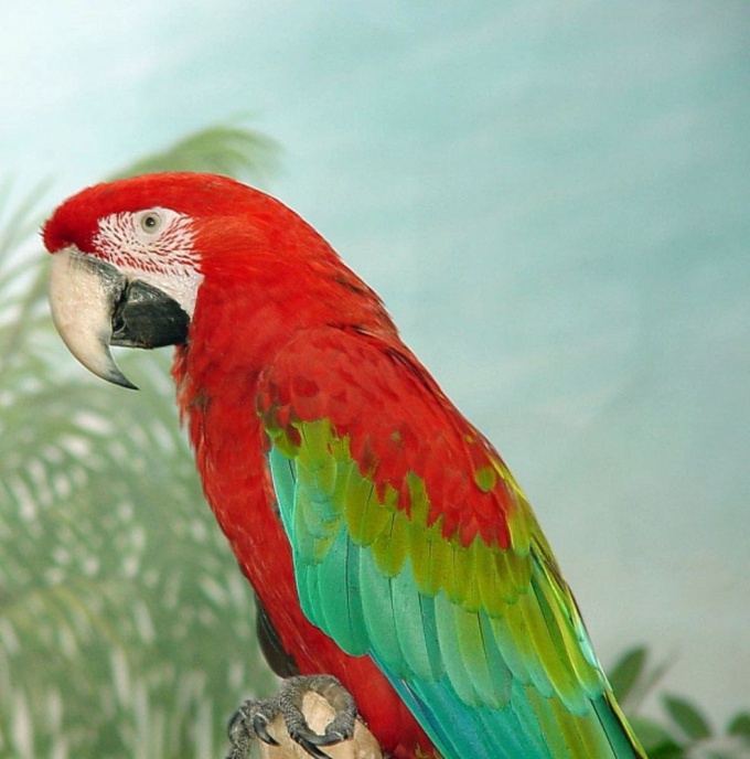 How to name <strong>parrot</strong> <b>boy</b> wave