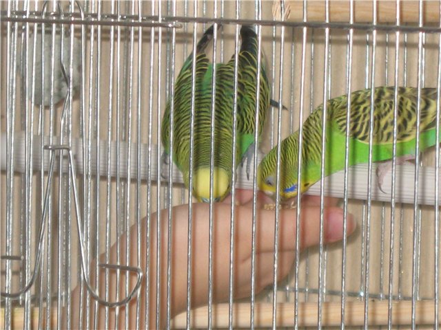 How to name <strong>parrot</strong> <b>boy</b> wave