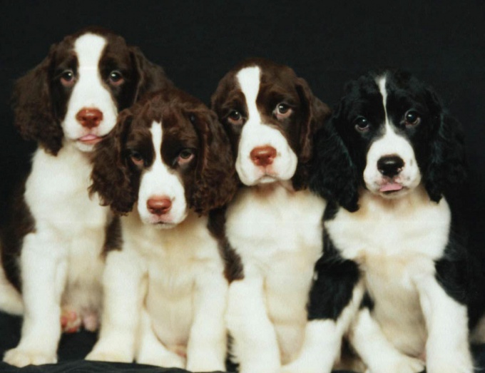 How to feed a puppy Spaniel