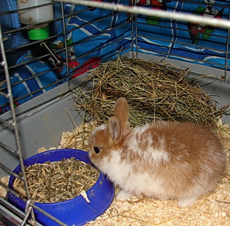 How to feed dwarf <strong>rabbit</strong>