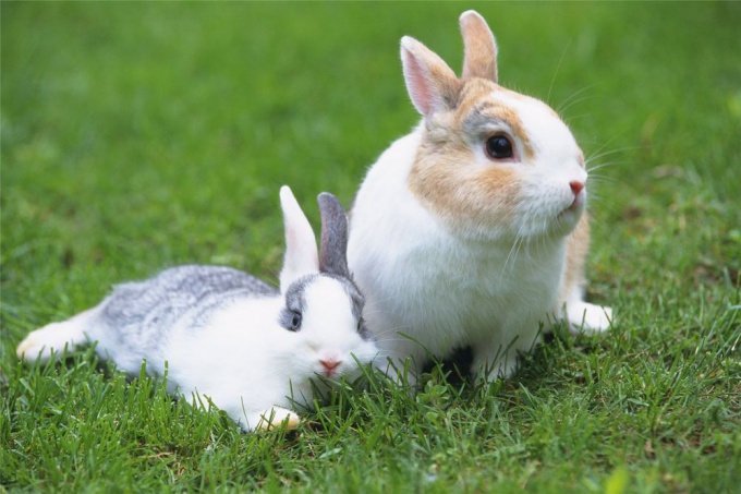 How to feed dwarf <strong>rabbit</strong>