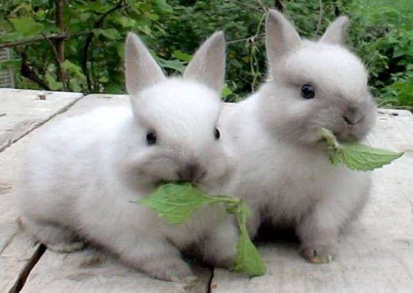 How to feed dwarf rabbit