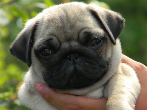 How to name <strong>pug</strong>