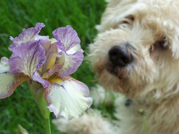 How to feed <strong>dog</strong>