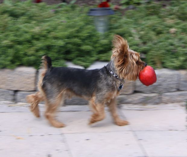 How to feed <strong>dog</strong>