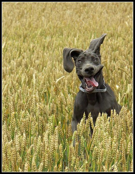 How to feed <strong>dog</strong>