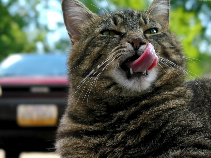 The cat is eating the flowers is not out of spite, he just vital greens