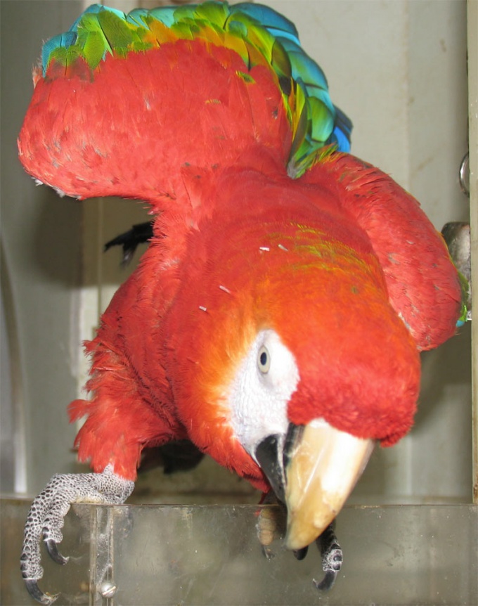 How to trim a parrot beak