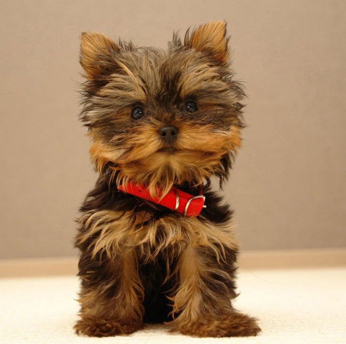 How to train a Yorkshire Terrier