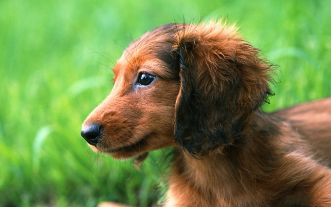 How to teach a Dachshund commands