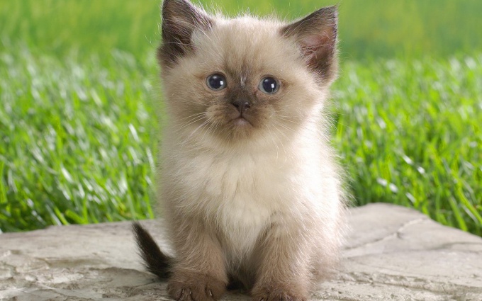 How to transfer the kitten to dry food