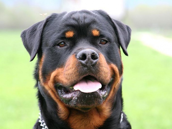 How to train a Rottweiler