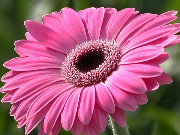 How to keep gerbera