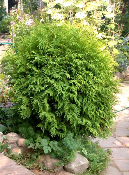 How to grow thuja sprouts