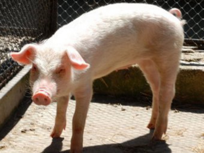 How to feed a baby pig