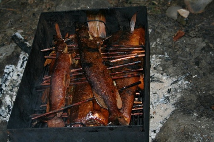 How to cook fish over a campfire