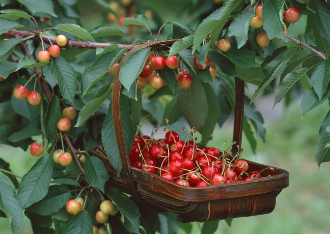How to grow cherries