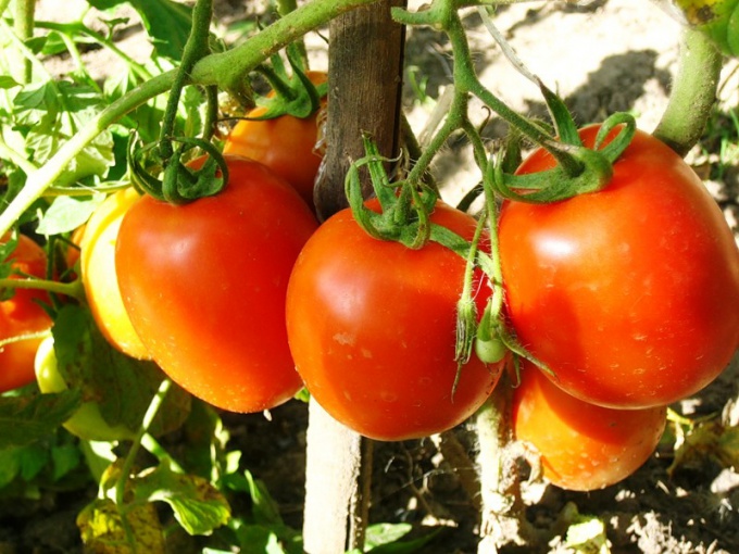 Как высадить помидоры