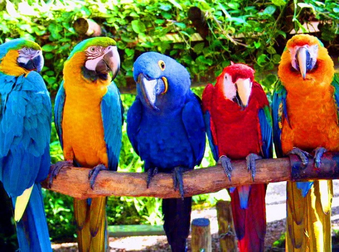 Как определить самца попугая