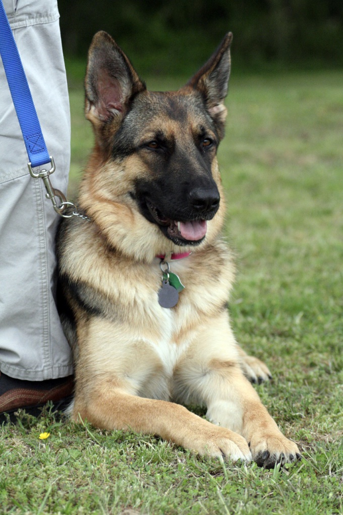 How to train a German shepherd commands