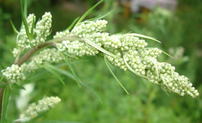 How to make wormwood