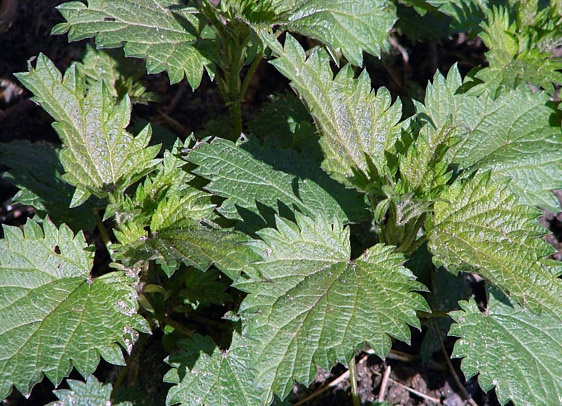 How to take nettle