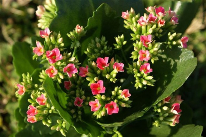 How to make Kalanchoe bloom