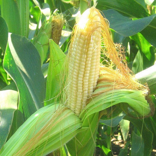 How drinking brewed corn silk