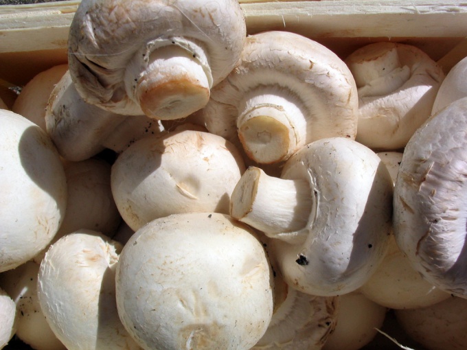 How to store fresh mushrooms