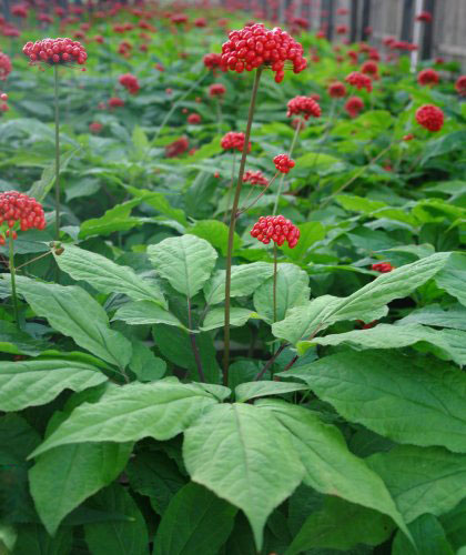 How to drink ginseng