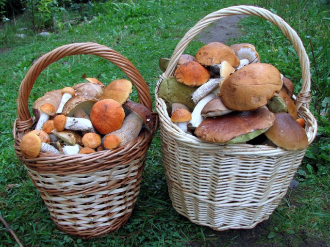 How to grow mushrooms in the country