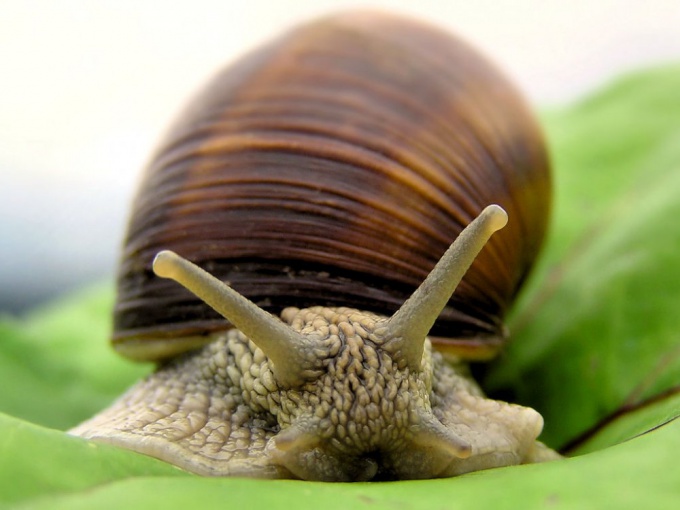 How to call a snail