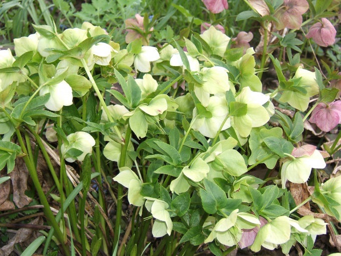 How to drink hellebore for weight loss