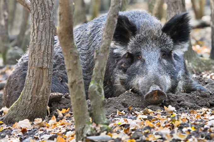 How to catch a wild boar