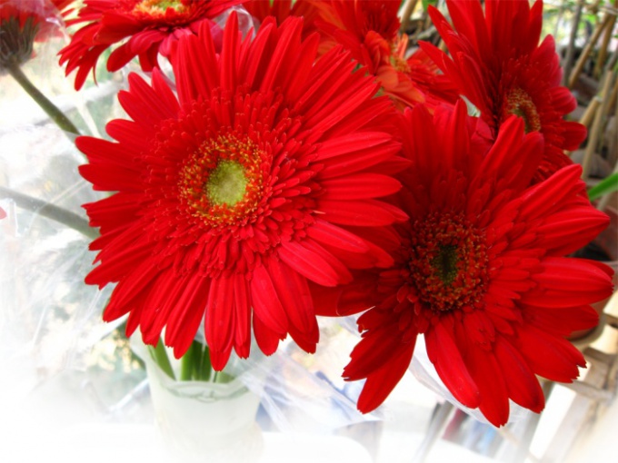 How to keep gerbera daisies in a vase