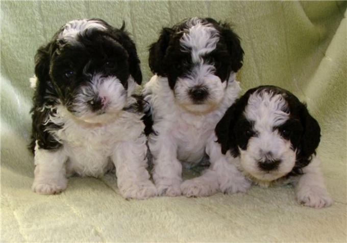 How to feed a puppy poodle