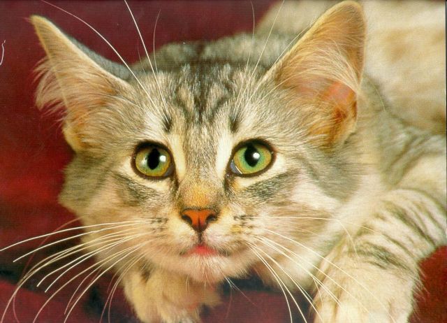 How to identify ringworm in cats