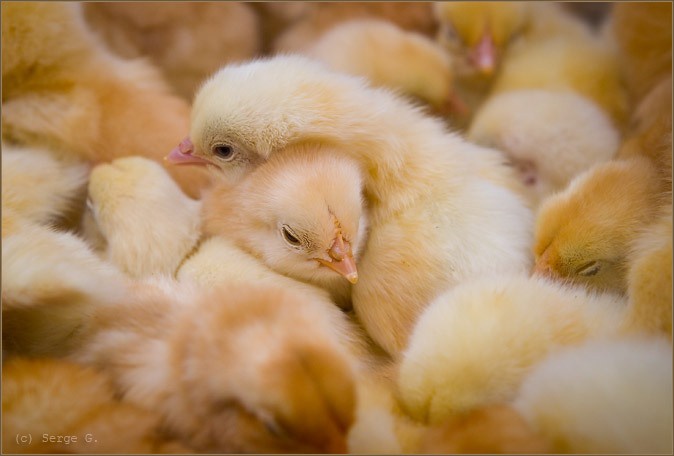 How to organize a chicken farm