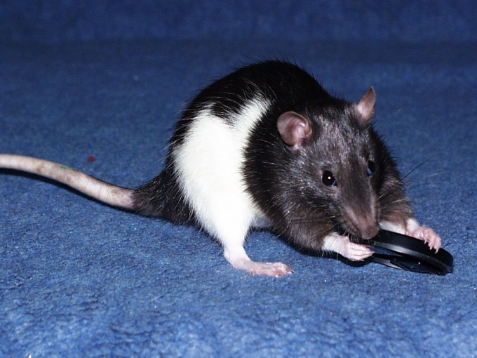 How to get rid of the smell of rats