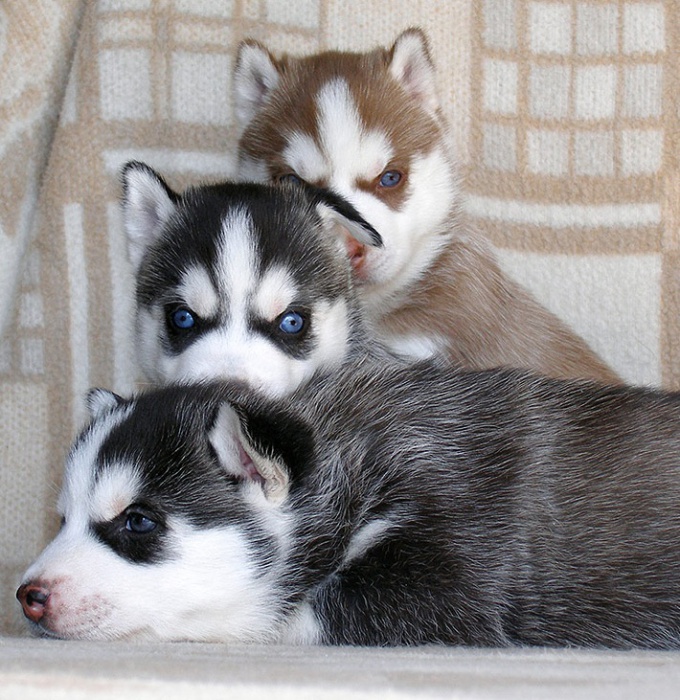 How to raise a puppy husky